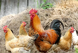 Imagen Registro de explotaciones domésticas de autoconsumo y explotaciones solo de aves